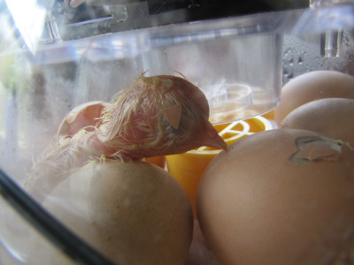 Newly hatched chick