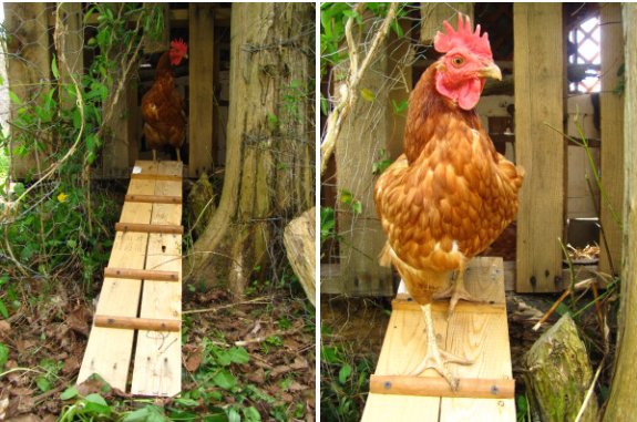 do it yourself chicken coop ramp with traction bumps