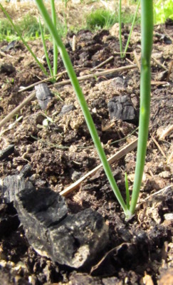 Onion seedling and biochar