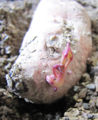 Sprouting sweet potato