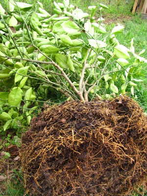 Uprooted citrus tree