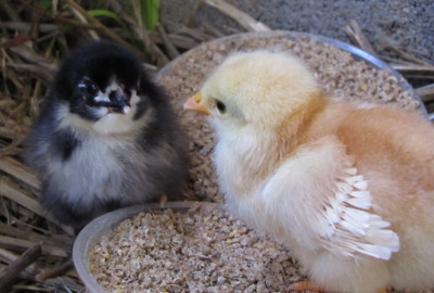 Black and white chicks