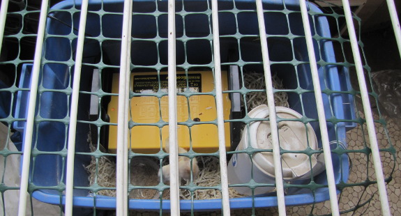 Cat-proof brooder