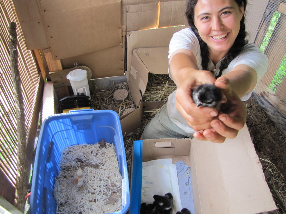 Holding a chick