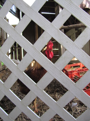 Rooster through fence