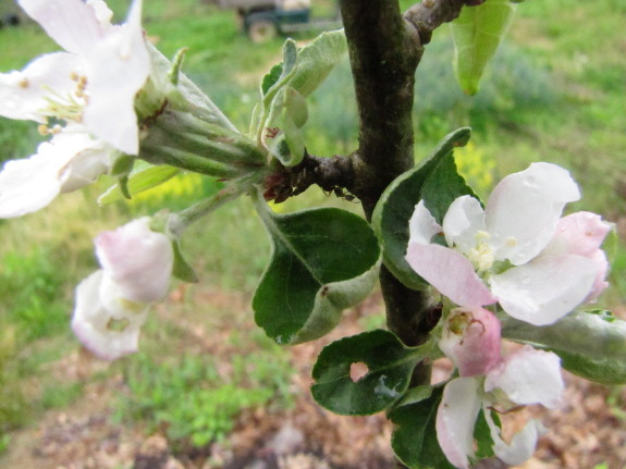 Apple blossoms