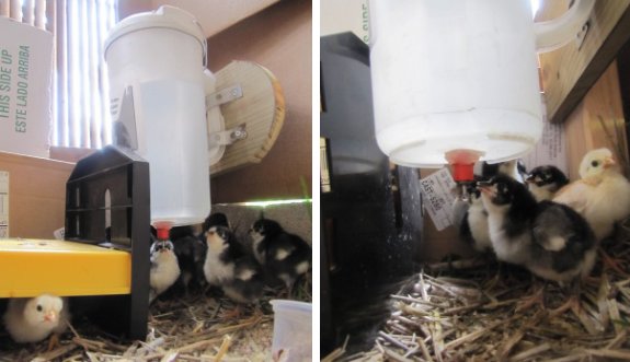 Brinsea chick brooder in action with cute chicks and automatic chick waterer with new mounting technique