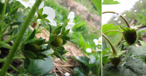 Developing strawberries