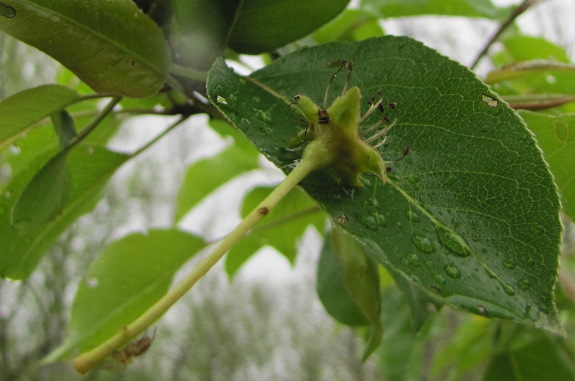 Dropped pear flower