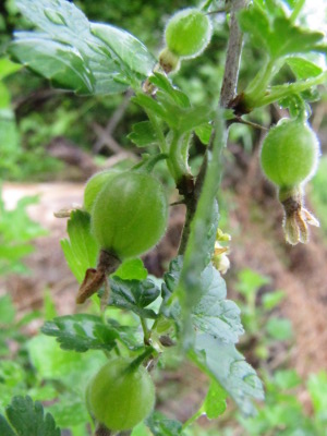 Young gooseberries