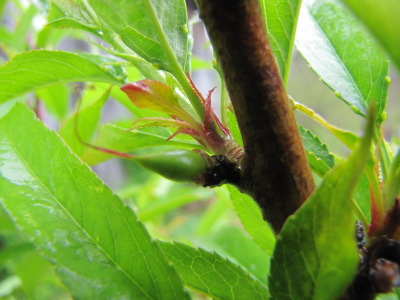 Tiny nectarine fruit