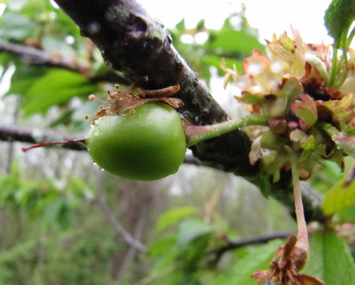 Young cherry