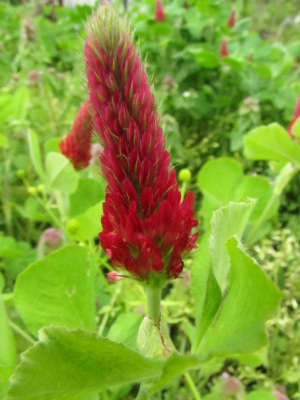 Crimson clover flower
