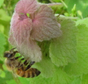 Honeybee on purple dead nettle