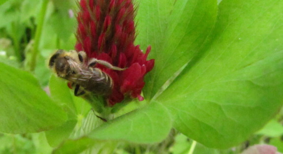 Miner bee on crimson clover
