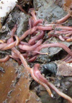 Compost worms