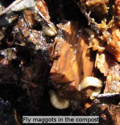 Maggots in compost