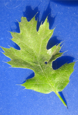 New oak leaf