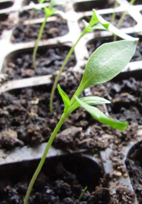 Pepper seedling