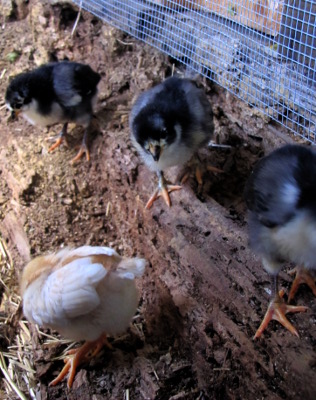 Chicks on a log