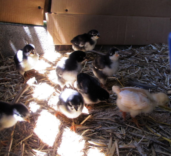 Chicks in a sunbeam