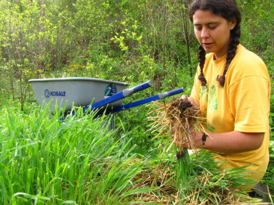 Weeding up cover crops