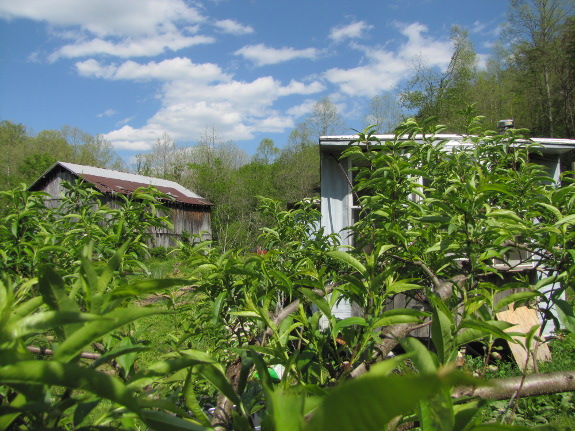 View from inside the peach tree