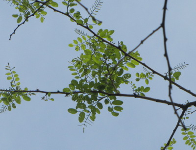 Young locust leaves