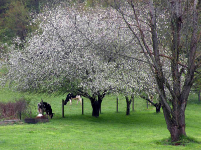 Apple trees in bloom