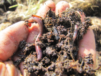 Handful of worms