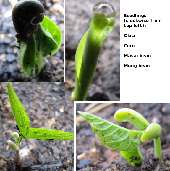 Garden seedlings