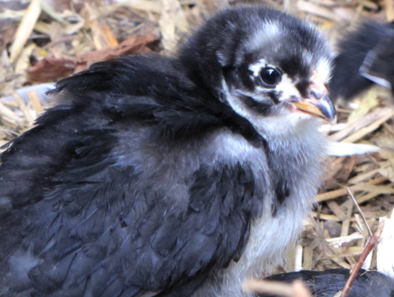 Black australorp chick