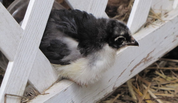 Chick perched on trellis