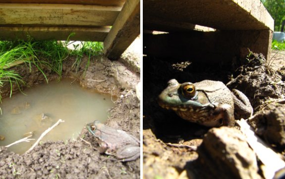 green frog close up late spring 2011