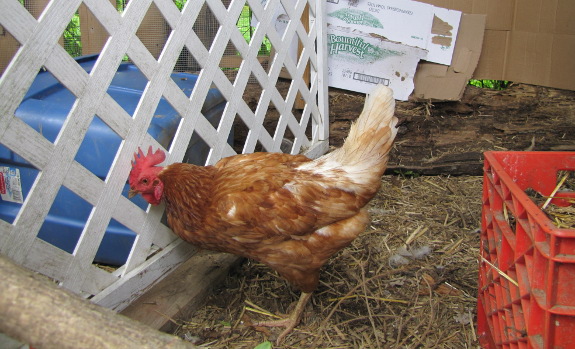 Hen at gate