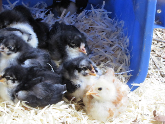 Three week old chicks