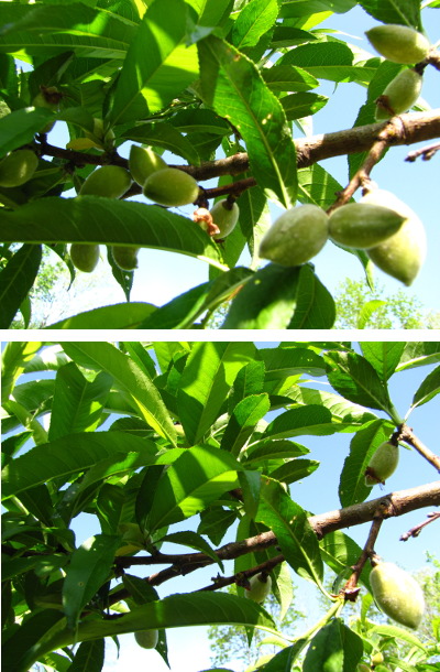 Thinning peaches