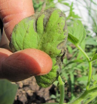 Early blight on a tomato leaf