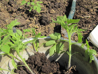 Tomato transplants