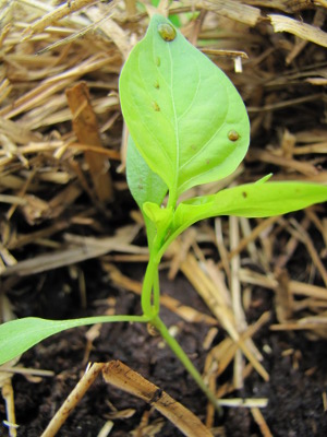 Pepper seedling