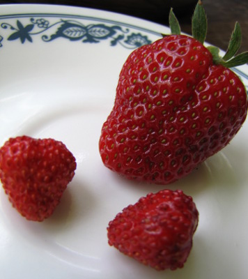 Alpine and June strawberries