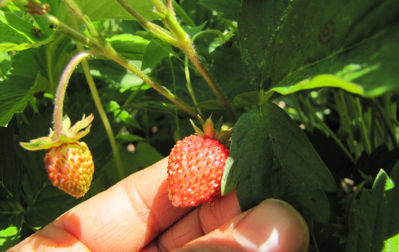 Alpine strawberry