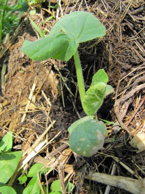 Butternut on compost pile