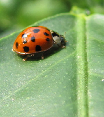 Ladybug on a lemon leaf