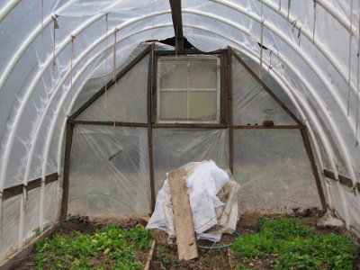 Lettuce in a greenhouse