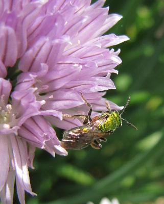 Sweat bee on chives