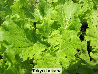 Tokyo bekana