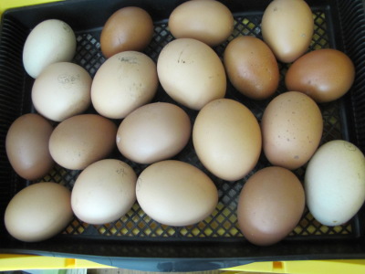 Eggs in incubator