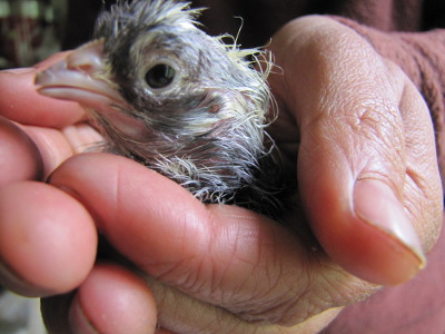 Bird in the hand