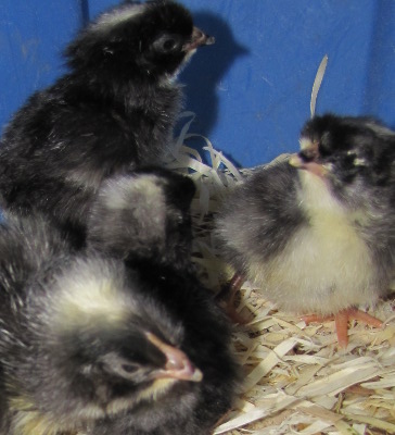 Cuckoo Marans chicks